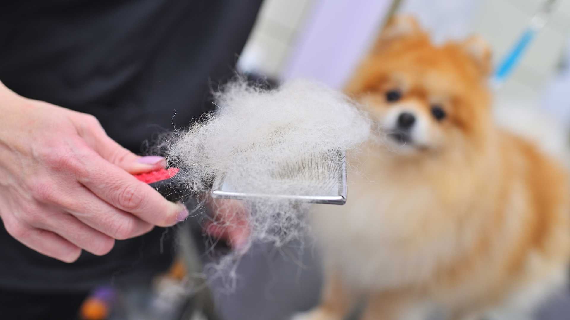 Muda del pelo según la raza